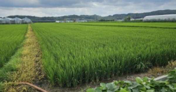 충청남도 천안시 동남구 풍세면 풍서리 OO 답 경매 물건 이미지