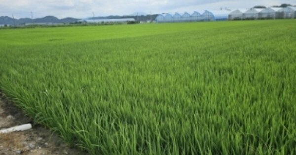 충청남도 천안시 동남구 풍세면 풍서리 OO 답 경매 물건 이미지