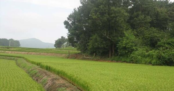 경상북도 예천군 호명면 한어리 OO O OOO 전 경매 물건 이미지