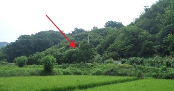 강원특별자치도 횡성군 횡성읍 곡교리 OO 전 경매 물건 이미지