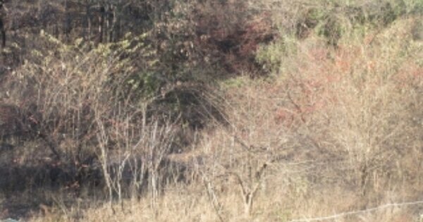 충청북도 괴산군 장연면 장암리 O 답 경매 물건 이미지