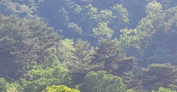 경상북도 울진군 매화면 매화리 OOO 임야 경매 물건 이미지