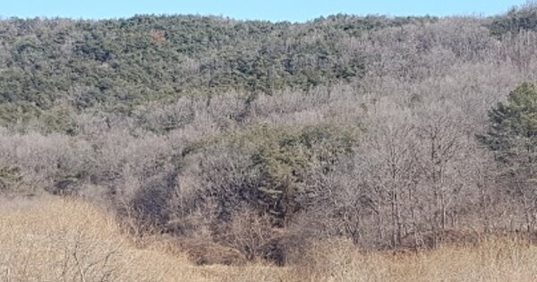 경상북도 의성군 다인면 덕지리 OOOO O OOO 임야 경매 물건 이미지