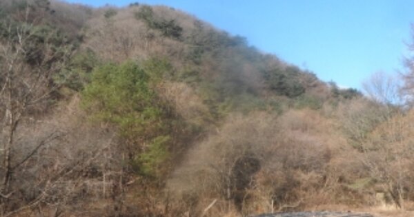 강원특별자치도 평창군 방림면 계촌리 OOOO O OOO 임야 경매 물건 이미지