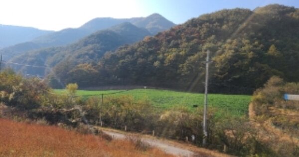 강원특별자치도 평창군 미탄면 율치리 OOO O OOO 대지 경매 물건 이미지