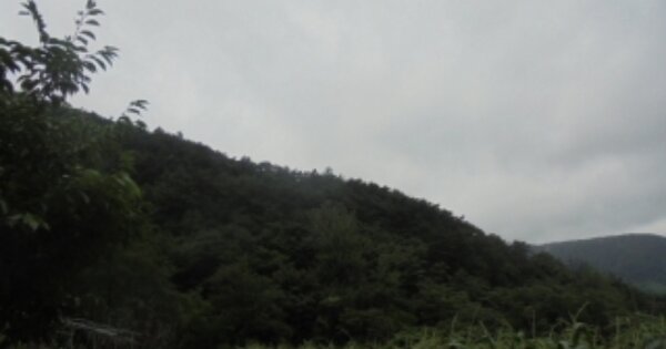 충청북도 충주시 수안보면 화천리 OOOOO O OOO 임야 경매 물건 이미지