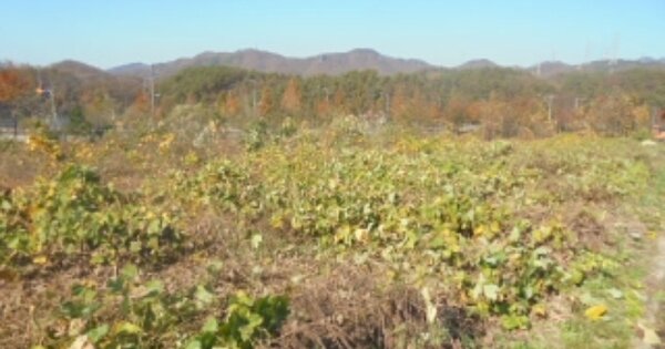 충청북도 충주시 주덕읍 화곡리 OOOO 대지 경매 물건 이미지