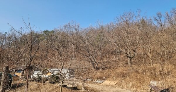 경상북도 포항시 남구 구룡포읍 성동리 OOO 임야 경매 물건 이미지