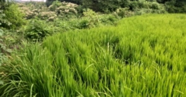 충청남도 당진시 송악읍 부곡리 OOOOO O OOO 전 경매 물건 이미지