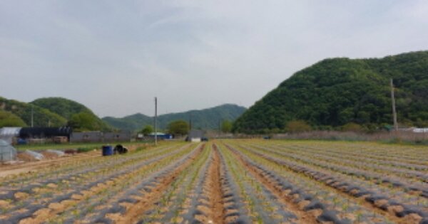 경기도 파주시 적성면 어유지리 OOOO O OOO 하천 경매 물건 이미지