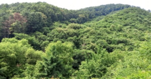 경기도 포천시 영북면 대회산리 OOOOO O OOO 전 경매 물건 이미지