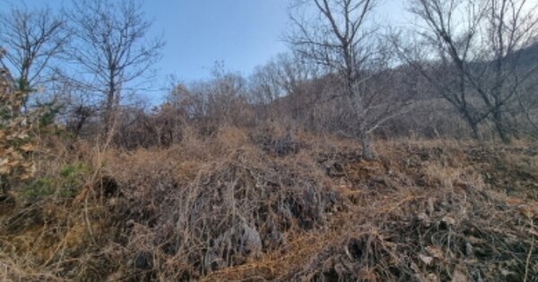 경기도 가평군 청평면 고성리 OOOOO O OOO 임야 경매 물건 이미지