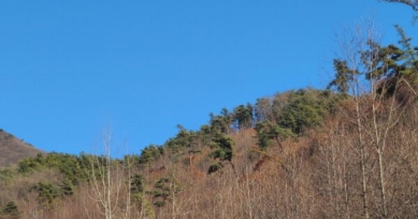 경기도 용인시 처인구 이동읍 화산리 OOO 임야 경매 물건 이미지