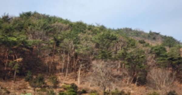 울산광역시 중구 유곡동 OOOOOO 임야 경매 물건 이미지