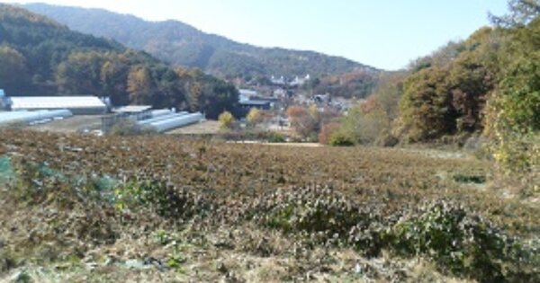 강원특별자치도 횡성군 둔내면 우용리 OOOOO O OOO 대지 경매 물건 이미지