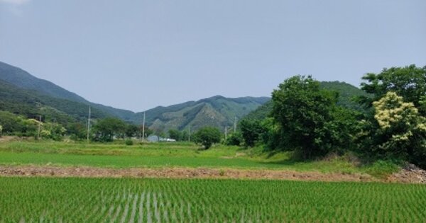 충청남도 청양군 장평면 지천리 OOO 답 경매 물건 이미지