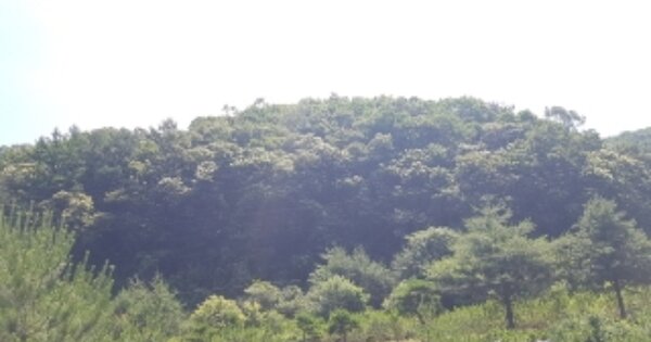 강원특별자치도 홍천군 서면 마곡리 OOO 임야 경매 물건 이미지