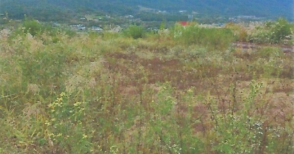 경상북도 경주시 산내면 대현리 OOOOOO 임야 경매 물건 이미지