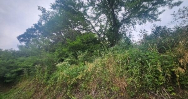 충청북도 영동군 용산면 산저리 OOO 임야 경매 물건 이미지