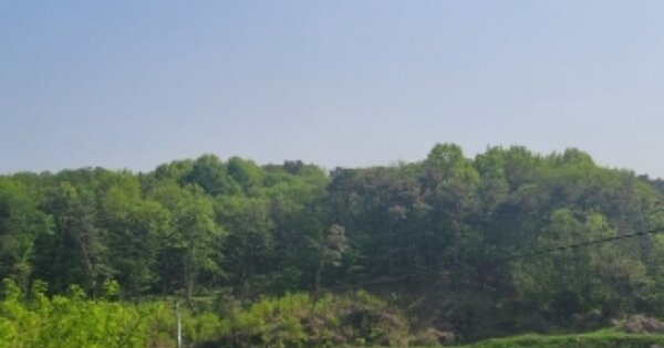 충청북도 진천군 덕산읍 신척리 OOOOO 임야 경매 물건 이미지