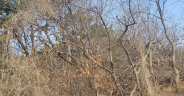 경기도 화성시 송산면 고포리 OOOOOO 임야 경매 물건 이미지
