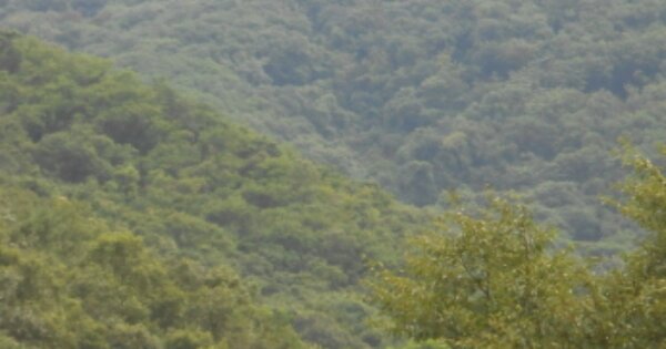충청북도 진천군 초평면 신통리 O OOOO 임야 경매 물건 이미지
