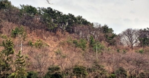 경상남도 창원시 진해구 원포동 OOO 임야 경매 물건 이미지