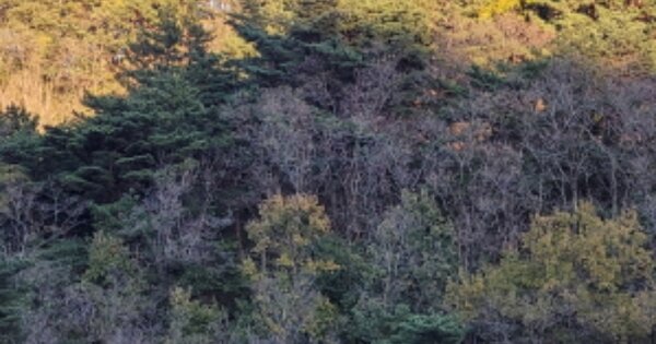경상북도 울진군 기성면 봉산리 OOO 임야 경매 물건 이미지