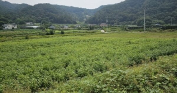 충청북도 충주시 소태면 덕은리 OOO 답 경매 물건 이미지