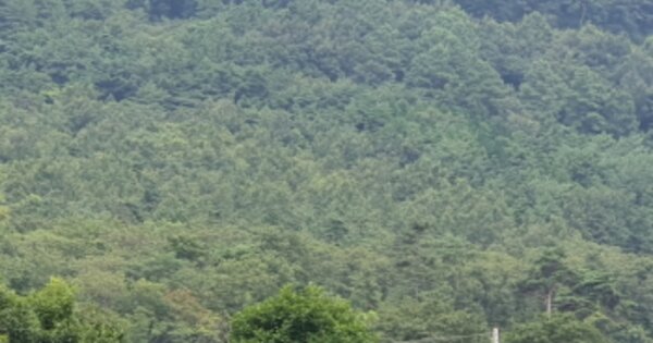 전라남도 장흥군 관산읍 성산리 OOOOO 임야 경매 물건 이미지
