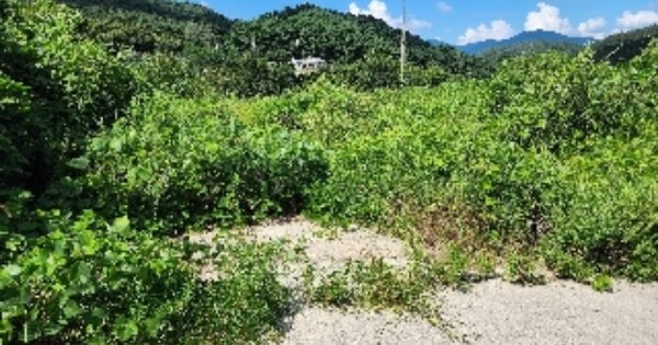 충청북도 제천시 백운면 원월리 OOOOO 임야 경매 물건 이미지