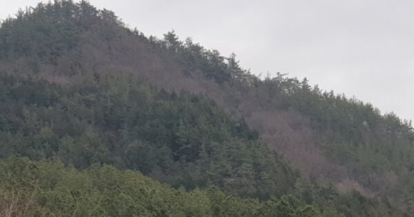 전라남도 강진군 병영면 도룡리 OOO O OOO 임야 경매 물건 이미지