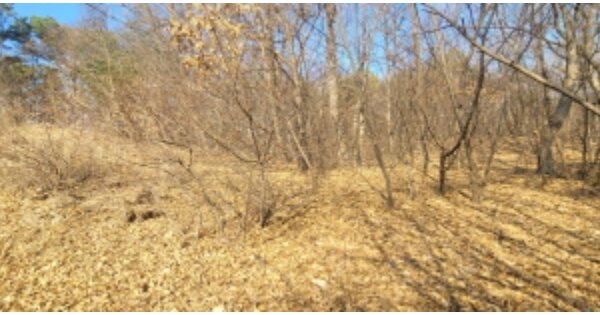 경기도 고양시 덕양구 원당동 OOOOO 임야 경매 물건 이미지