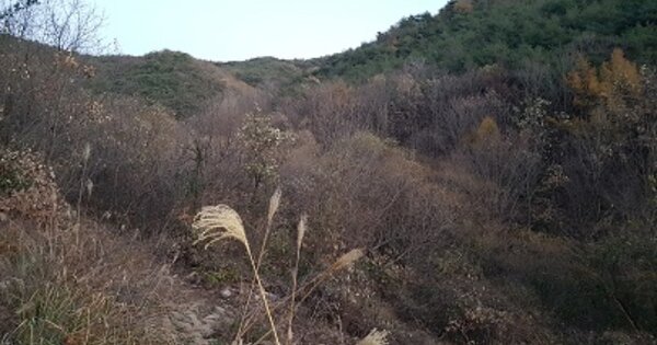 경상북도 의성군 신평면 교안리 O O OOO 답 경매 물건 이미지