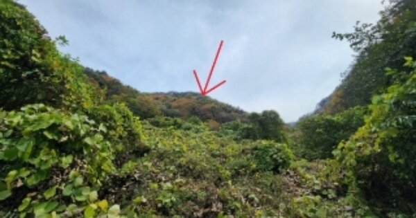 강원특별자치도 영월군 김삿갓면 대야리 OOOO 임야 경매 물건 이미지