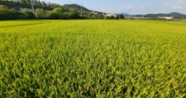 전북 익산시 왕궁면 광암리 OOO 답 경매 물건 이미지