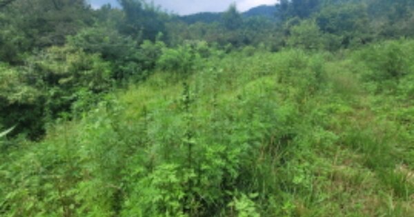 대구광역시 달성군 구지면 화산리 OO 전 경매 물건 이미지