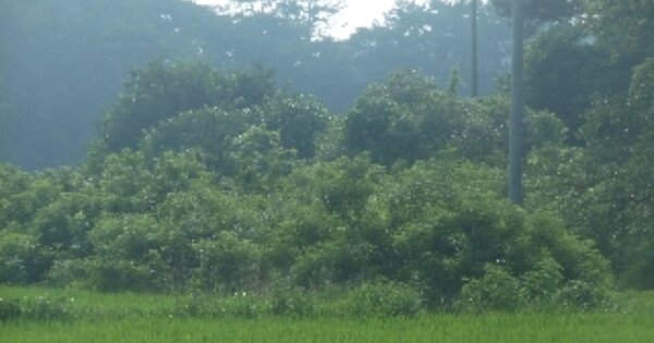 충청남도 서산시 대산읍 대로리 OOOOOO 잡종지 경매 물건 이미지