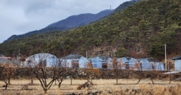경상북도 안동시 길안면 금곡리 OOOOO 과수원 경매 물건 이미지