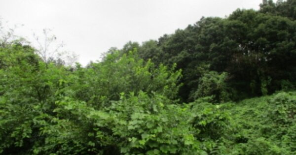 충청남도 금산군 진산면 만악리 OOOOOO O OOO 임야 경매 물건 이미지