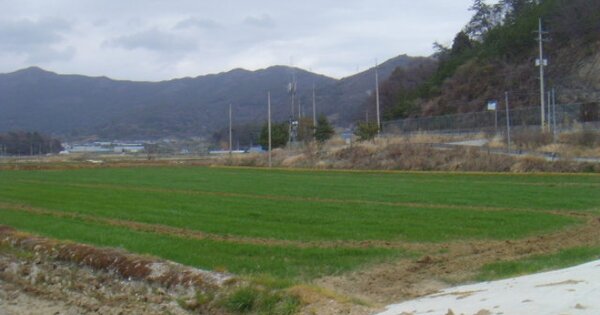 전라남도 완도군 완도읍 정도리 OOO 답 경매 물건 이미지