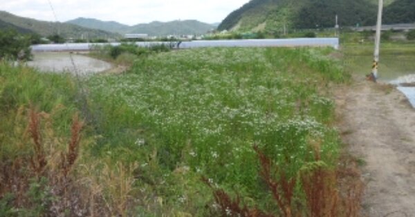 경상북도 고령군 쌍림면 고곡리 OOOOOO 답 경매 물건 이미지