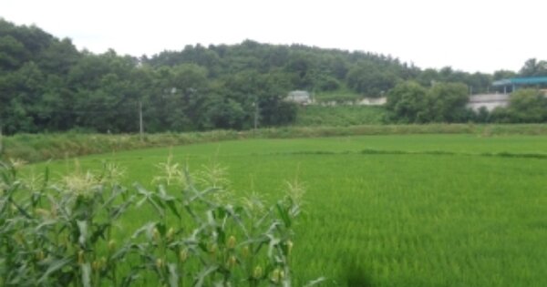 충청북도 증평군 도안면 도당리 OOOOO 답 경매 물건 이미지