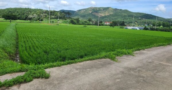 충청남도 예산군 덕산면 내라리 OOOOO 답 경매 물건 이미지