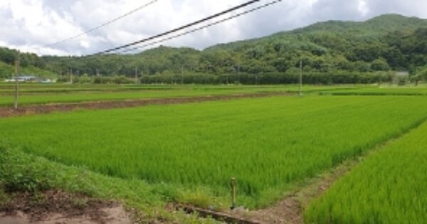충청남도 예산군 광시면 신흥리 OOOOO 답 경매 물건 이미지