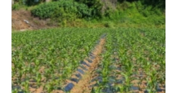 전라남도 담양군 수북면 대흥리 OOOOOO 답 경매 물건 이미지