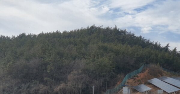 전라남도 강진군 신전면 벌정리 OOOO 임야 경매 물건 이미지