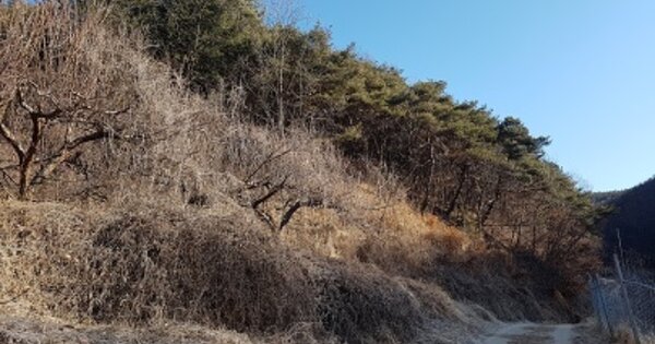 경상북도 의성군 의성읍 후죽리 OOOOO 임야 경매 물건 이미지