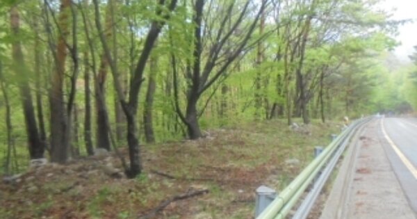 강원특별자치도 양양군 서면 오색리 OOOOOO 임야 경매 물건 이미지