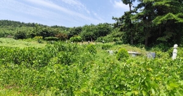 충청남도 서천군 비인면 장포리 OOOOO 임야 경매 물건 이미지